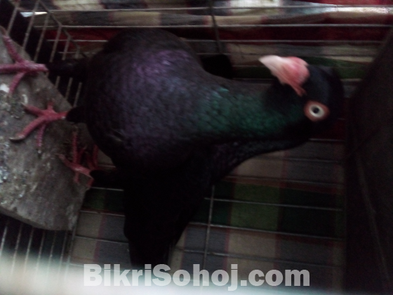 রানিং ডেনিস জোড়া